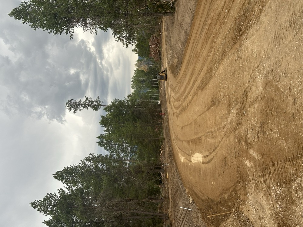 Freshly graded road base curving through pine trees